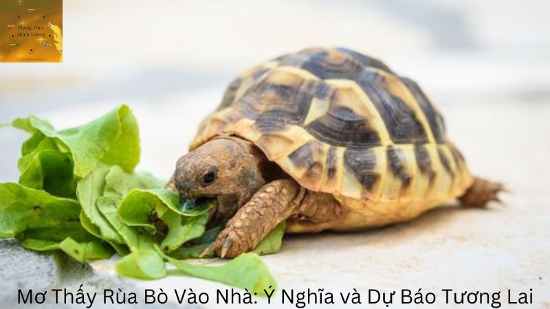 Mơ Thấy Rùa Bò Vào Nhà: Ý Nghĩa và Dự Báo Tương Lai