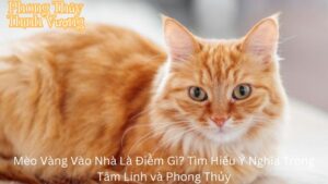 Mèo Vàng Vào Nhà Là Điềm Gì? Tìm Hiểu Ý Nghĩa Trong Tâm Linh và Phong Thủy